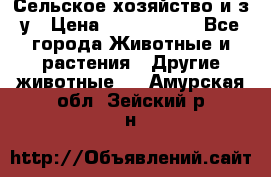 Сельское хозяйство и з/у › Цена ­ 2 500 000 - Все города Животные и растения » Другие животные   . Амурская обл.,Зейский р-н